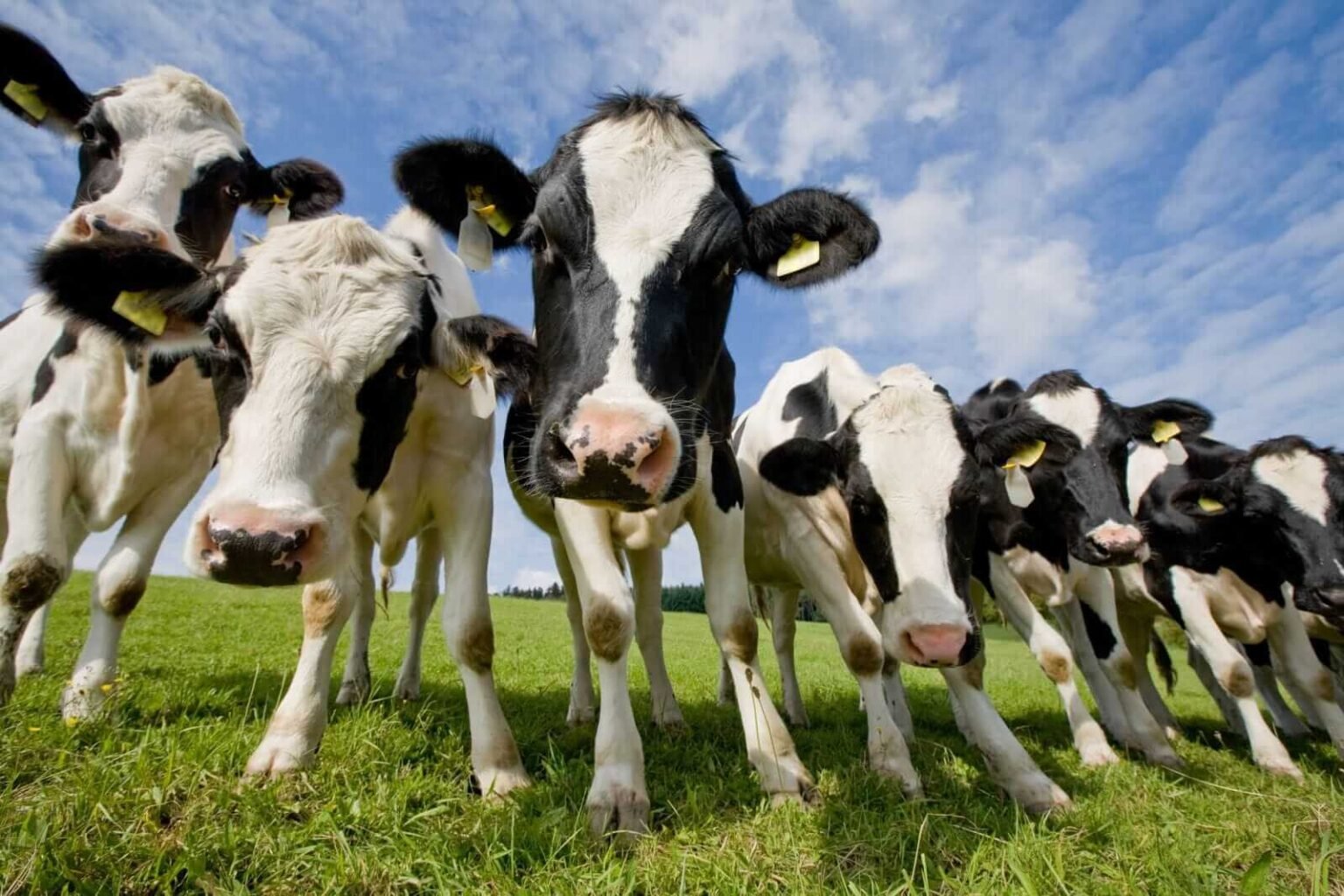 Cattle Falling Back Under Pressure on Friday