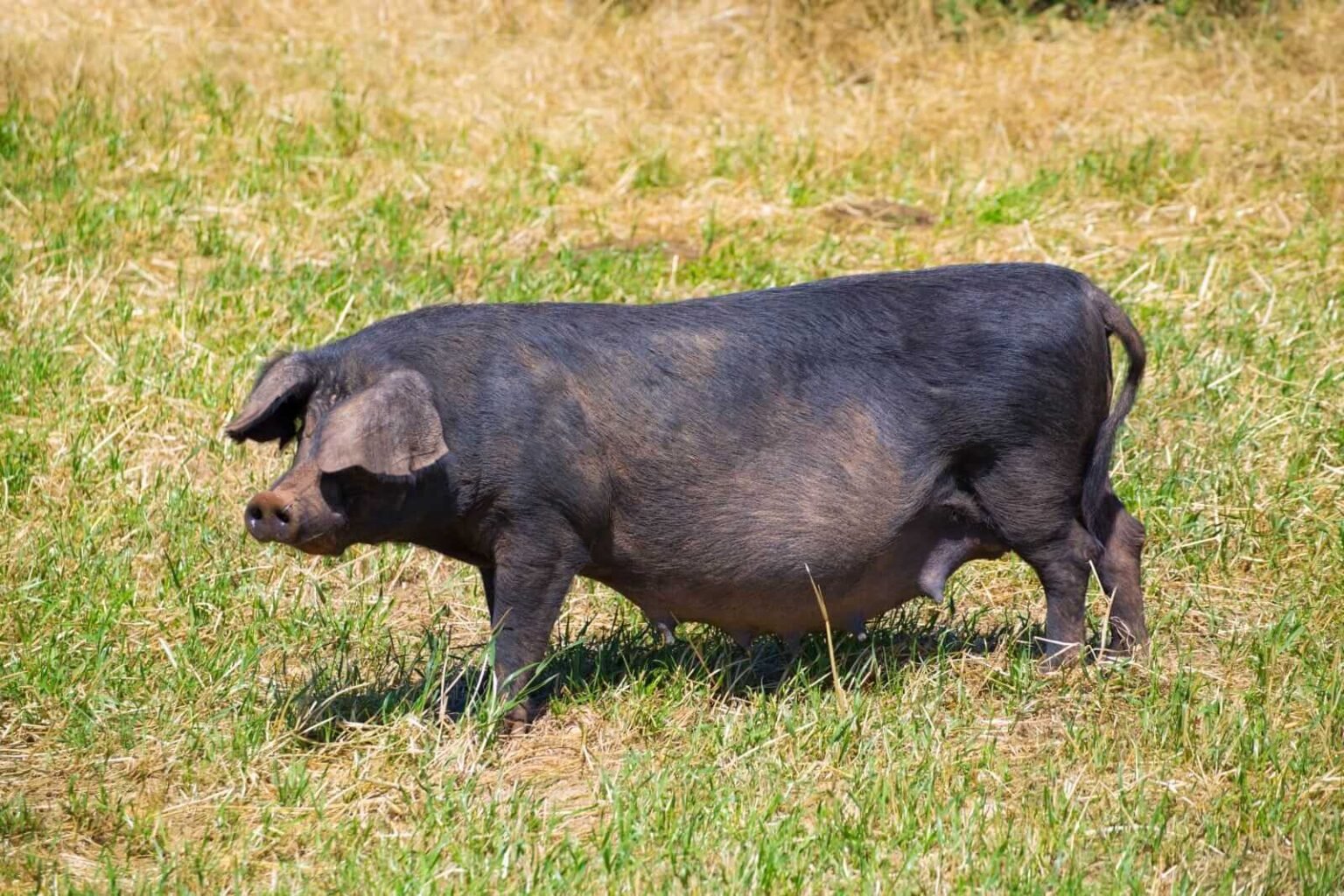Hogs Holding Steady on Tuesday